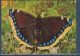 Papillon Morio, Est Une Espèce Holarctique De Lépidoptères Appartenant à La Famille Des Nymphalidae Antiopa - Papillons