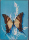 Papillon Exotique, Du Brésil, Papilio Hippodamus, Synonyme : Papilio Hippodamus Doubleday - Papillons