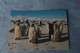 5-786 Carte TAAF FAAT Terre Adélie Land Photo Robert Guillard EPF Pointe Géologie Penguin Pinguoin Manchot Empereur - Antarctische Fauna