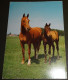 Paarden - Horses - Pferde - Cheveaux - Postiljon - Chevaux