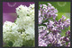 2007  Lilacs - Lilas  - Set Of 2 Cards - 1953-.... Reign Of Elizabeth II