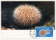 TAAF - Carte Maximum 1,90 Echinodermes - Port Aux Français Kerguelen 1/1/1986 - Lettres & Documents