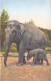 Animaux - Elephants - Edition Stehi  - Carte Postale Ancienne - Éléphants