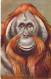 Animaux - Orang Outang - Illustrateur - Carte Postale Ancienne - Monkeys