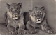 Animaux - Lionceaux - Edit. Alap Kiadovallalata - Carte Postale Ancienne - Lions