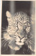 Animaux - Tigre - Carte Photo  - Carte Postale Ancienne - Tijgers