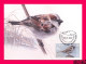 KYRGYZSTAN 2022-2023 Nature Fauna Birds Bird Of Year House Sparrow Mi KEP 188 Maxicard Maximum Card - Kirgizië