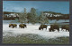 United  States, Denver Mountain Parks, Buffalo, American Bison(Bison Bison). - Taureaux