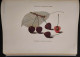 Delcampe - Frutta Di Grande Reddito - Frutticoltura - D. Tamaro - Hoepli - 1935 - Manuale - Giardinaggio