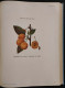 Delcampe - Frutta Di Grande Reddito - Frutticoltura - D. Tamaro - Hoepli - 1935 - Manuale - Jardinage