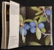 Frutti Selvatici Del Sottobosco - C. Mayr - Ed. Athesia - 1990 - Jardinage