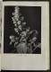 Coltivazione Cittadina - Piante E Fiori - L. Ghidini - Ed. Hoepli - 1951 - Jardinage