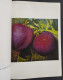 Fruchtebilder - Vielfarbiger Bananenpointillismus - T. Baumgartel - 2001 - Arts, Antiquity