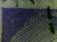 VARIETES FRANCE 1945 N° 718 MARIANNE DE GANDON  4 F OBLITERE 2 .6.1948 - Used Stamps