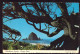 AK 126211 USA - Oregon Coast - Windblown Beauty - Viste Panoramiche, Panorama