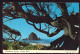 AK 126211 USA - Oregon Coast - Windblown Beauty - Panoramic Views