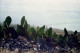 Postcard Size Photograph  Of Cactus On Steep Ground, La Gomera Island ,Canary Islands,1991 - Cactussen