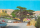 Liban LEBANON -Cèdres Le Cèdre Mlillénaire Cedars The Millenary Cedar (parasol Auto) Photo Sport Beyrouth 481 *PRIX FIXE - Libanon