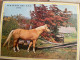 CALENDRIER ALMANACH DES POSTES  1964 / CHATS CHIENS CHEVAUX - Groot Formaat: 1961-70