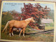 CALENDRIER ALMANACH DES POSTES  1964 / CHATS CHIENS CHEVAUX - Grand Format : 1961-70