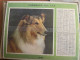 CALENDRIER ALMANACH DES POSTES  1970 / CHAT / CHIEN - Grand Format : 1961-70