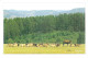 Asie > MONGOLIA Mongolie  Photo By MU Photo Agency - Voir Description *PRIX FIXE - Mongolie