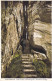 LUXEMBOURG - Echternach - Petite Suisse Luxembourgeoise - Roitzbach-Schluff - Carte Postale Ancienne - Other & Unclassified