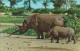 AFRICAN WILD LIFE - RHINO - ED. SAPRA STUDIO, NAIROBI,  KENYA, N° 14 - 1966 - Rhinocéros