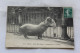 Cpa 1910, Paris 75, Jardin Des Plantes Hippopotame Du Sénégal, Animaux - Ippopotami