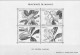 Delcampe - MONACO 1855-2010 + 2011-2020 STAMP ALBUM PAGES (409 B&w Illustrated Pages) - Anglais