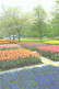 Netherlands:Holland:Lisse, Botanical Garden, Flowers - Lisse