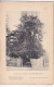 La Lande-Patry (Orne 61) IFS Du Cimetière - 2 Planches Anciennes Sortie D'un Livre - Photographié Le 19 Avril 1894 - Andere Plannen