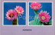 Echinocereus - Cacti - Cactus - Flowers - 1977 - Ukraine USSR - Unused - Cactusses