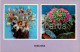 Mammillaria - Cacti - Cactus - Flowers - 1977 - Ukraine USSR - Unused - Sukkulenten