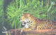 Brazil:Brasil:Used Phonecard, Brasil Telecom, 30 Units, Jaguar, Panthera Onca, 2002 - Brasilien