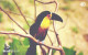 Brazil:Brasil:Used Phonecard, Brasil Telecom, 40 Units, Bird, Toucan, Ramphastos Vitellinus, 2003 - Brasilien