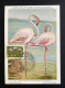 Carte Maximum Oiseau Flamant Rose 1963 Congo CM FDC Maximum Card - Flamingo's