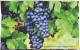 India 2023 GI Geological Indications: Agricultural Goods - Bangalore Blue Grapes, Special FDC Kanpur Cancelled As Scan - Agriculture