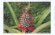 India 2023 GI Geological Indications: Agricultural Goods - VAZHAKULAM PINEAPPLE, Special FDC Kanpur Cancelled As Scan - Agriculture