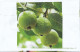 India 2023 GI Geological Indications: Agricultural Goods - ALLAHABAD SURKHA GUAVA, Special FDC Kanpur Cancelled As Scan - Agriculture