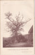 Auvray (Orne 61) Le Chêne De La Ferme Du Ré, à La Forêt-Auvray Photographié 17/04/1897 Falaise Mme Charles Des Moutis - Other Plans