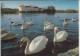 SCHÄRDING Am Inn, Vogelwelt Am Inn Beim Wassertor Mit Blick Nach Neuhaus - Schärding