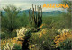 (1 Q 10) USA - Pipe Cactus - Cactusses