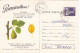 SAN JOSE SCALE, PEAR, PESTS ADVERTISING, AGRICULTURE, SPECIAL POSTCARD, 1978, ROMANIA - Agriculture