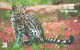 Brazil:Brasil:Used Phonecard, Telebrasilia, 30 Units, Wild Cat, Leopardus Tigrinus, 1999 - Brasilien