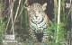 Brazil:Brasil:Used Phonecard, Telebrasilia, 30 Units, Jaguar, Panthera Onca, 1999 - Brasilien