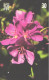 Brazil:Brasil:Used Phonecard, Telepar, 30 Units, Flowers, Tibouchina Pulchra, 2000 - Brasilien