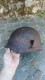 Ww2 - Elmetto Russo SSH40 - Battle Damaged - Casque Russia - Casques & Coiffures