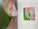 Delcampe - The Tulip Anthology. - Natuur