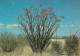 Ocotillo In Bloom - Cactusses